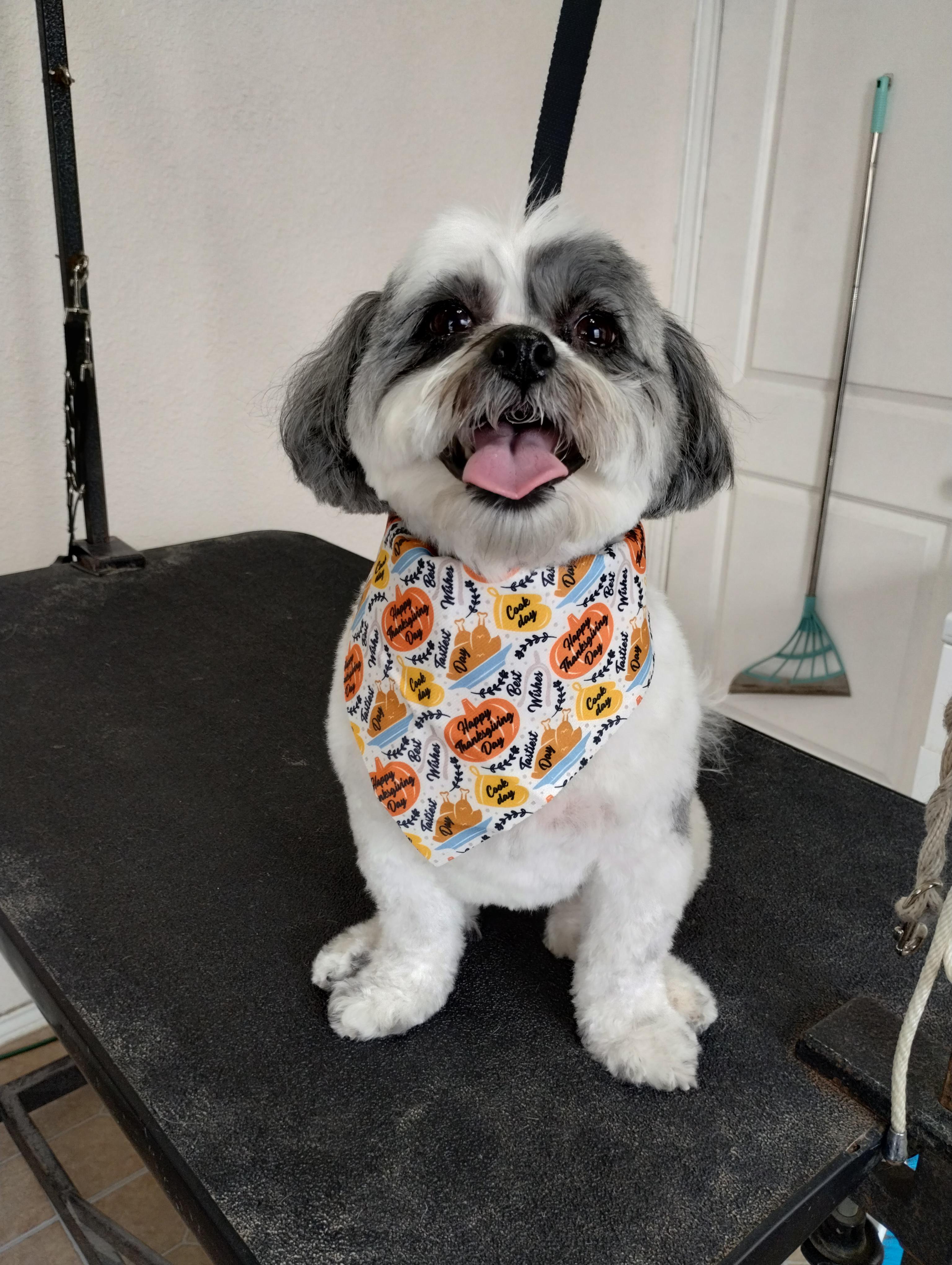 Realm of Pawsibilities