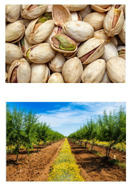 Leopoldo's Farm Service Inc