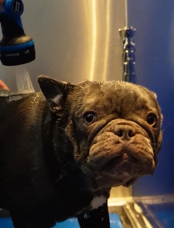 Paw&Go - Autolavado de perros y peluquería canina