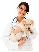 Animal Medical Center