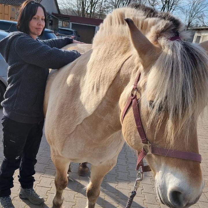 Tierphysiotherapie/-osteopathie & Tierheilkunde Melanie Schleich-Marder