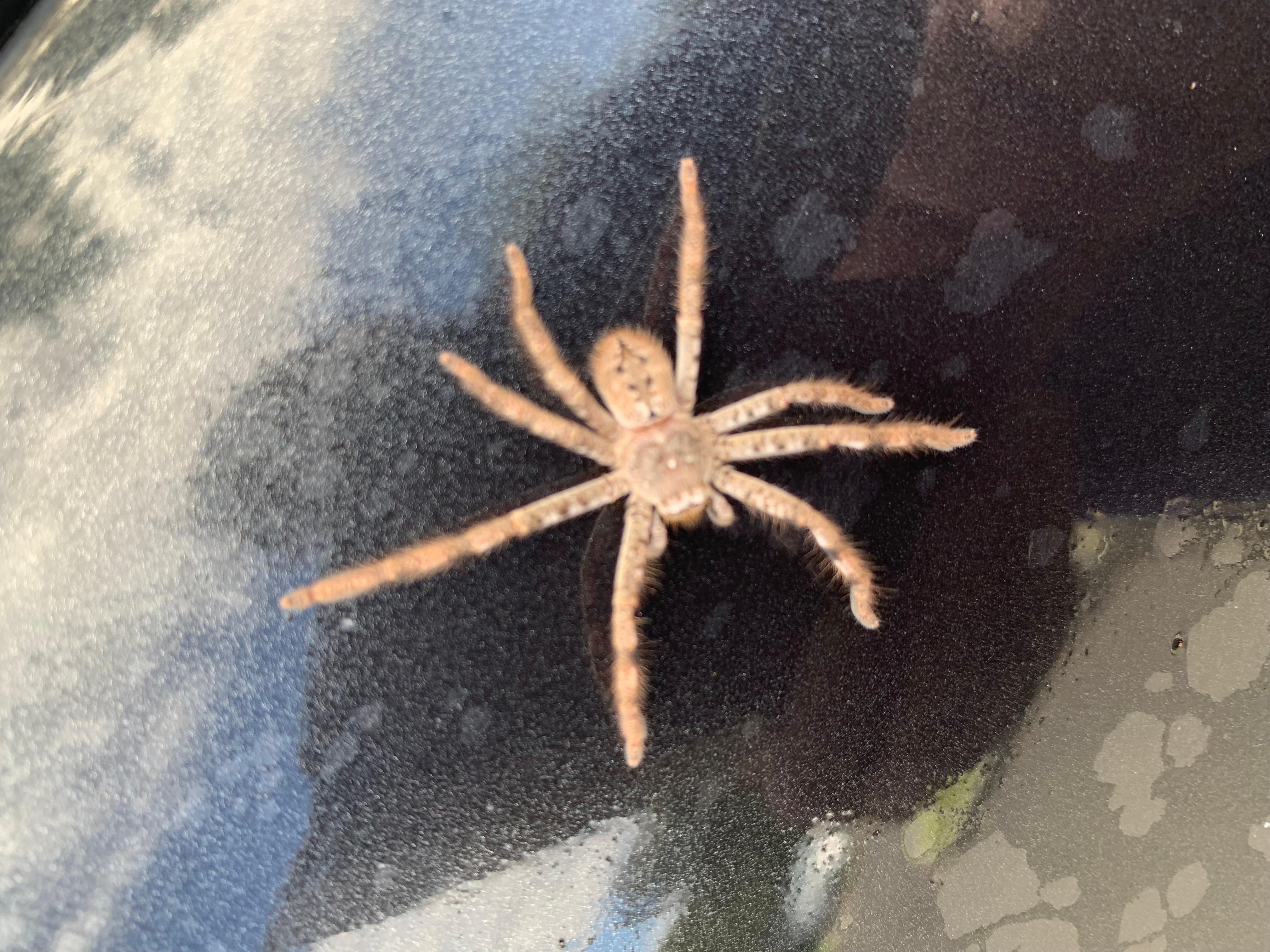 Buzz Me Pest Control