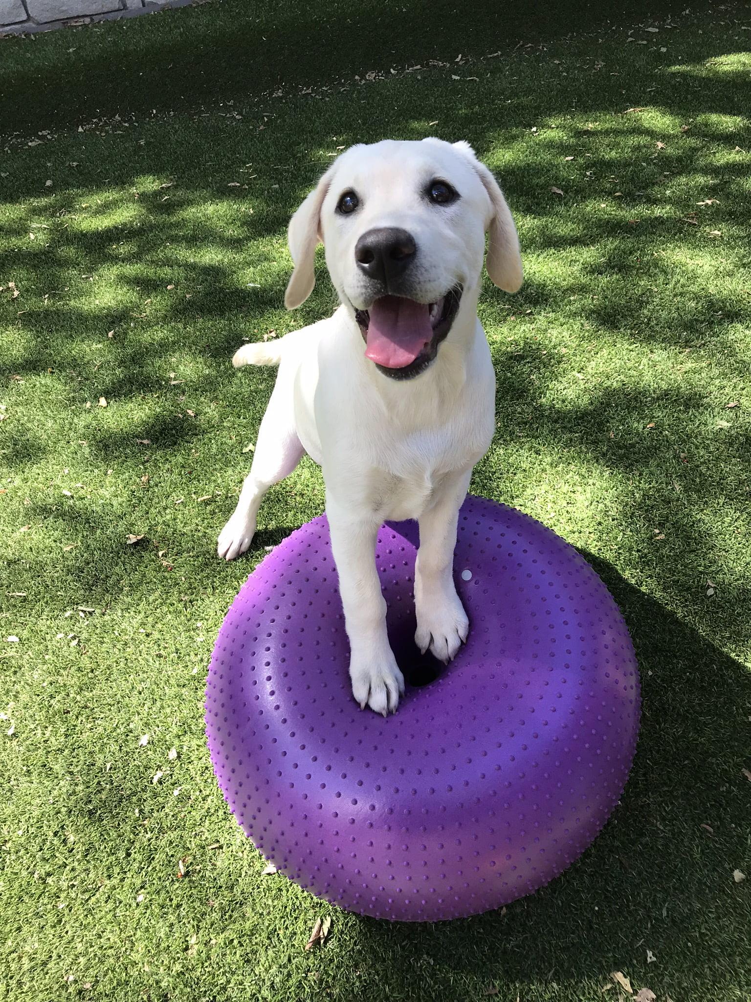 Paw Oasis Pet Resort & Spa