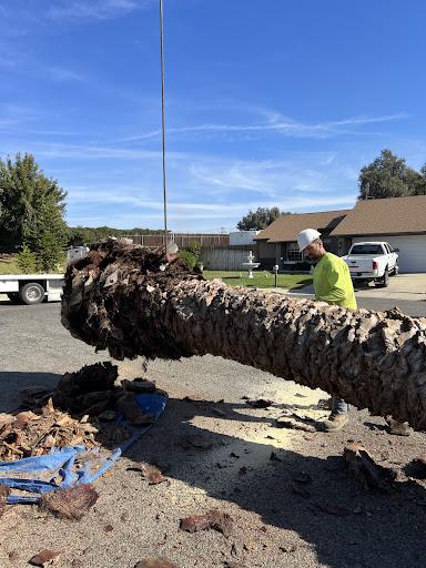 Jack Benigno Tree Services