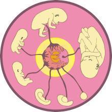 Verloskundigenpraktijk Coevorden