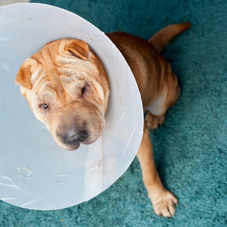 Gardner Animal Hospital