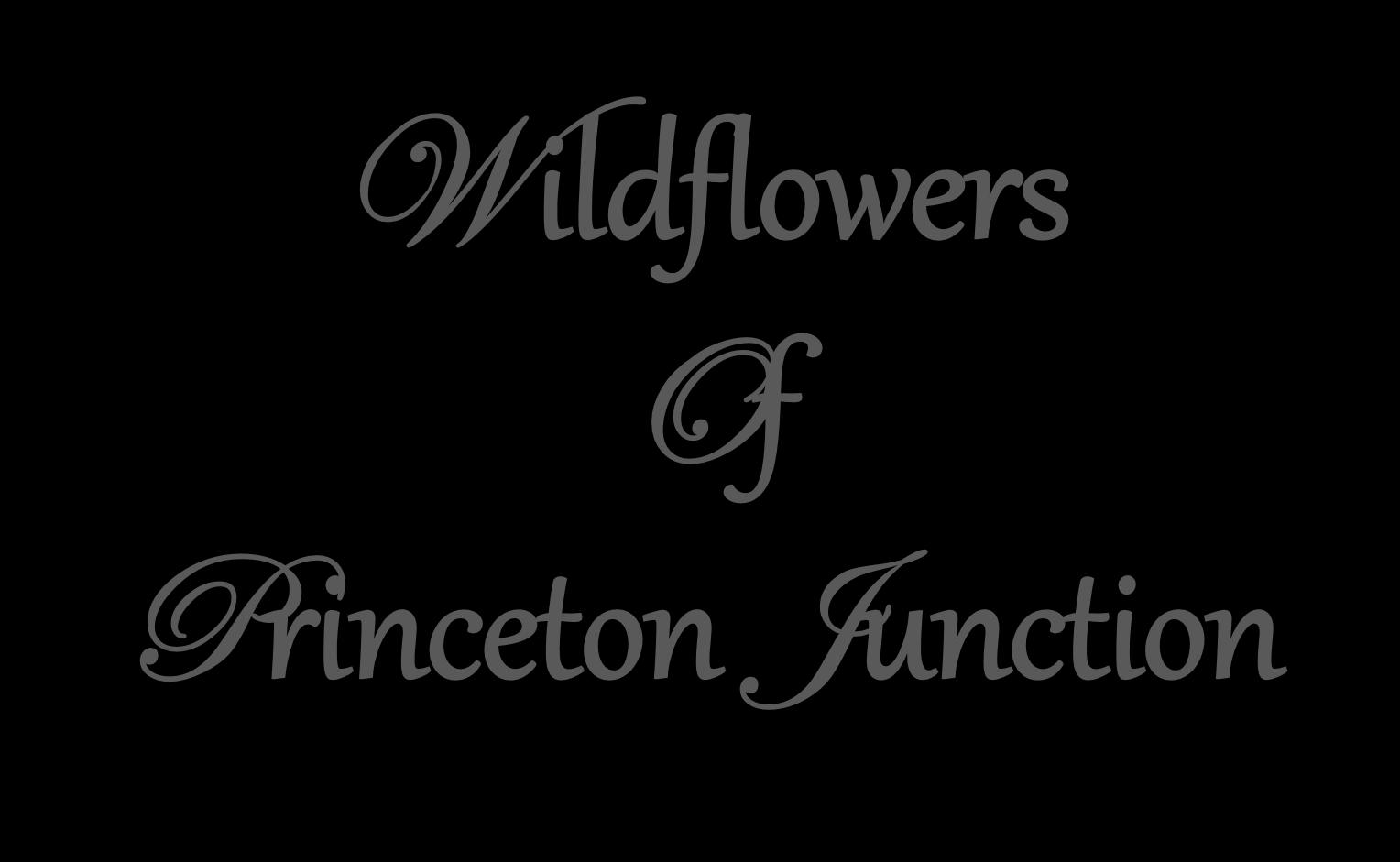Wildflowers Of Princeton Junction