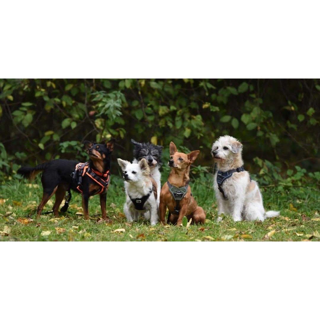 Pfoetchenhotel fuer minis