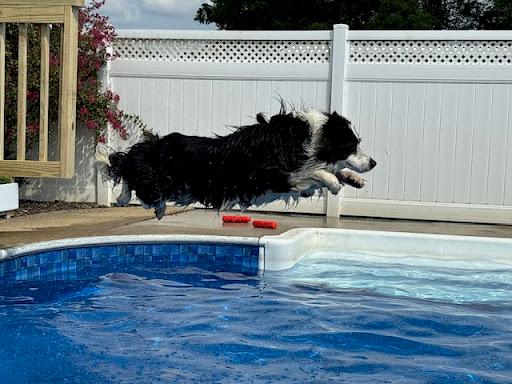 Wingmont Stables & Kennels Inc