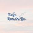 Birdies... Where Are You