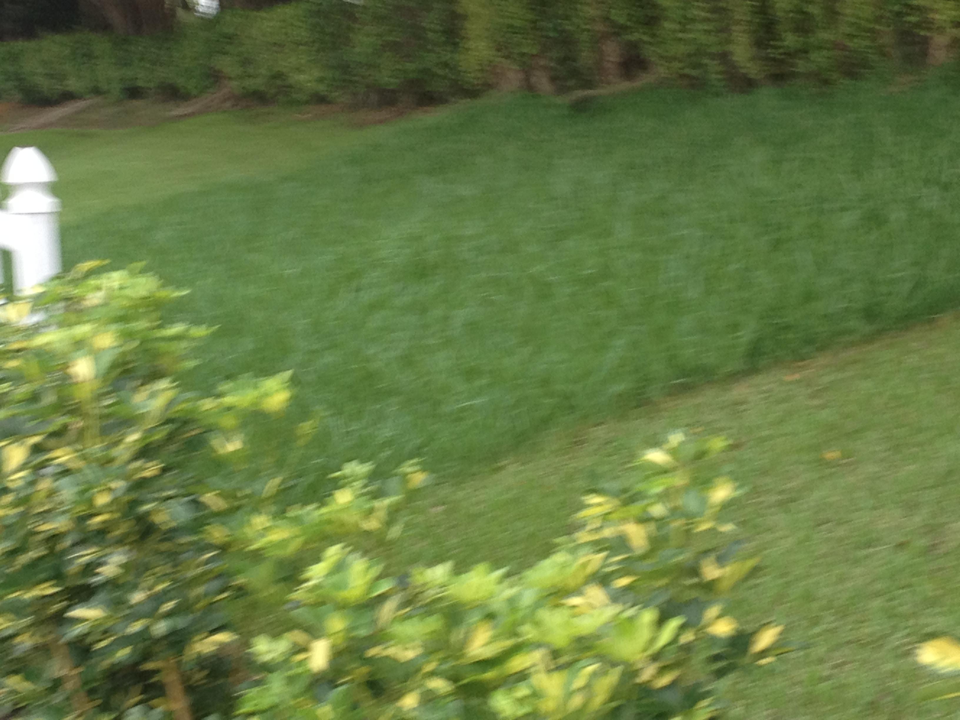 Southeast Florida pest and lawn