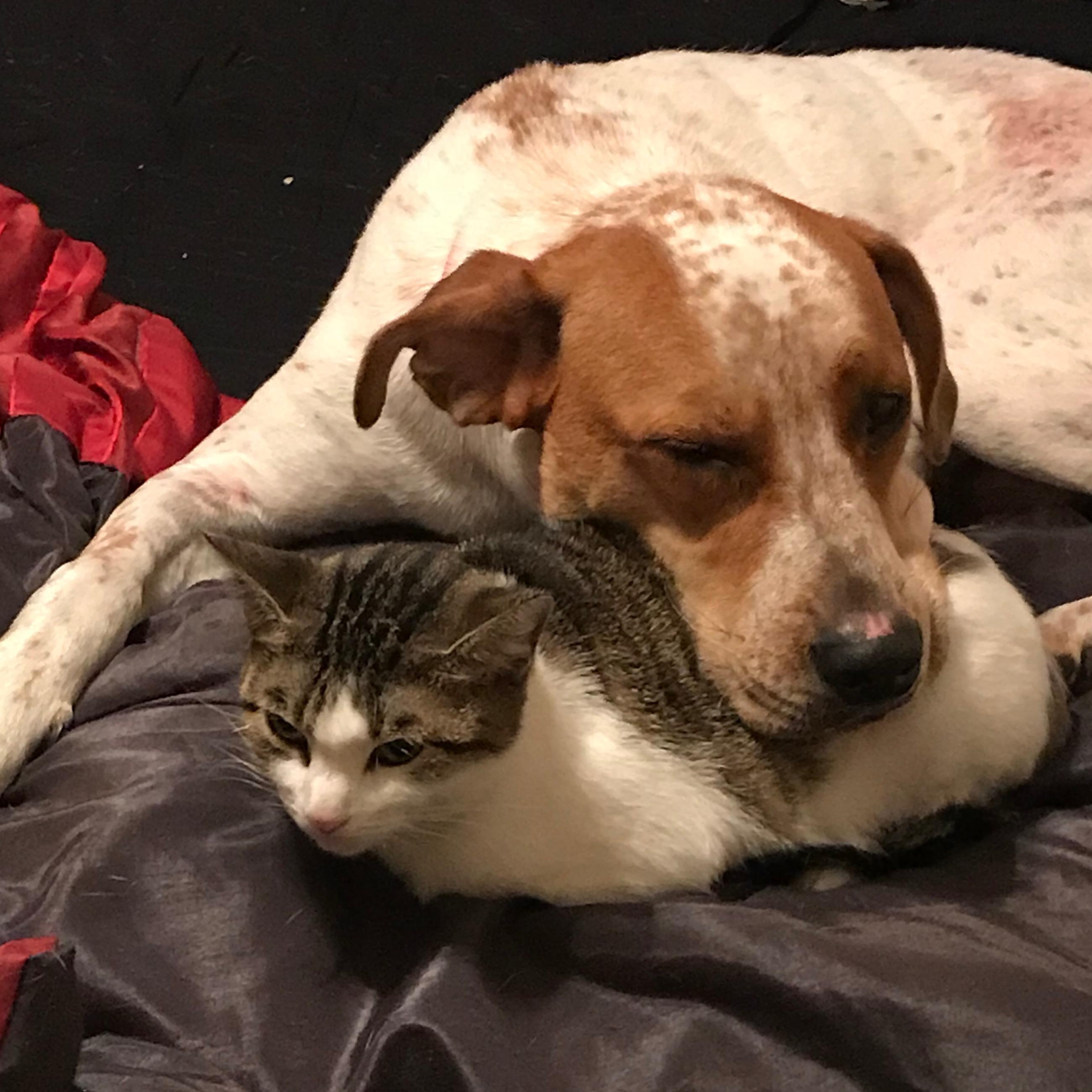 Charlie's Pals Pet Sitting