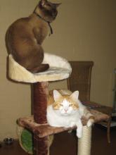 Huisdierenhotel De Hegge