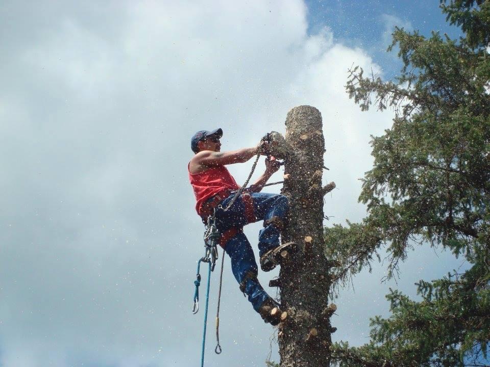 Jeffrey's Tree Service & Landscaping
