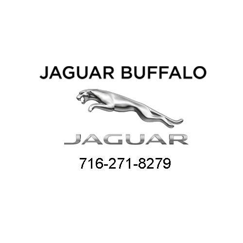 Jaguar Buffalo