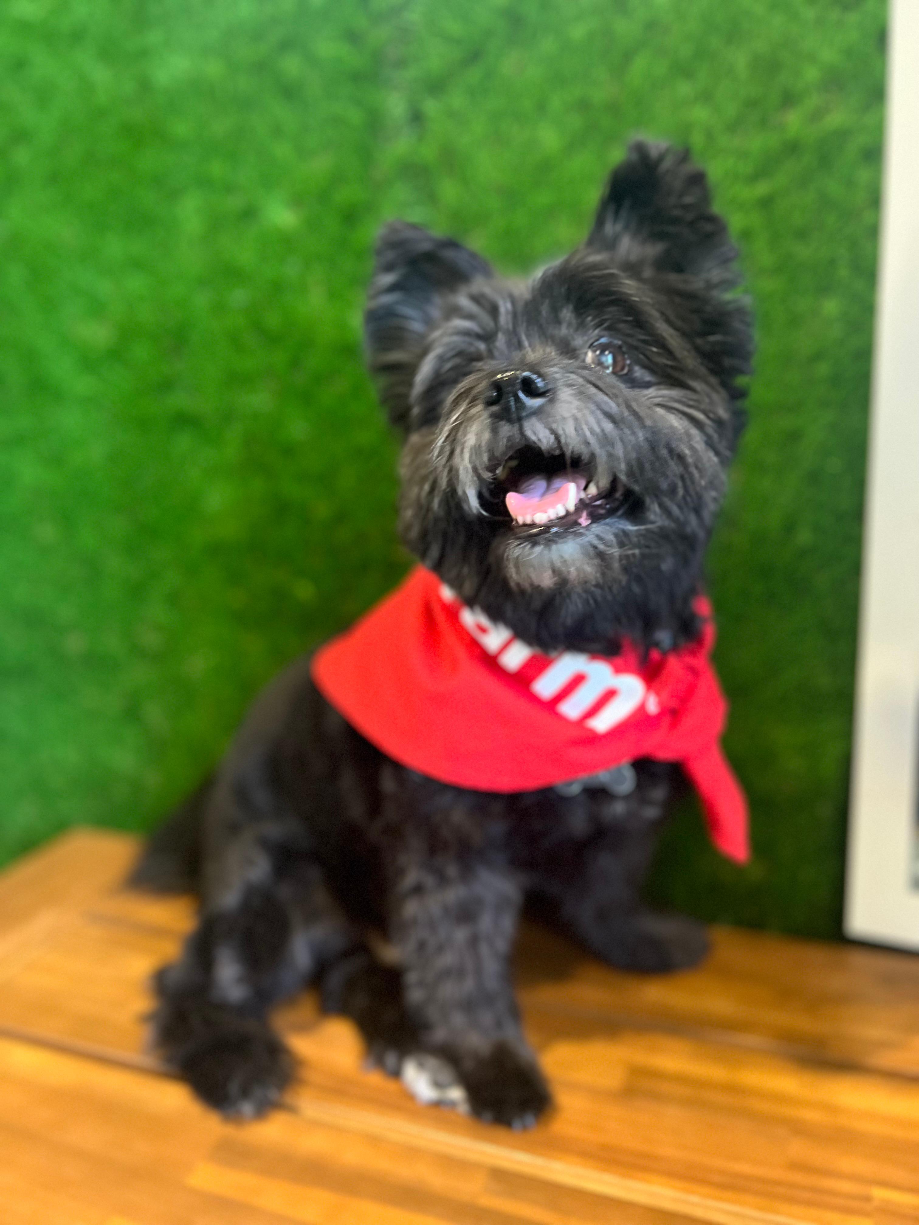 Stan Tolesnikov - State Farm Insurance Agent