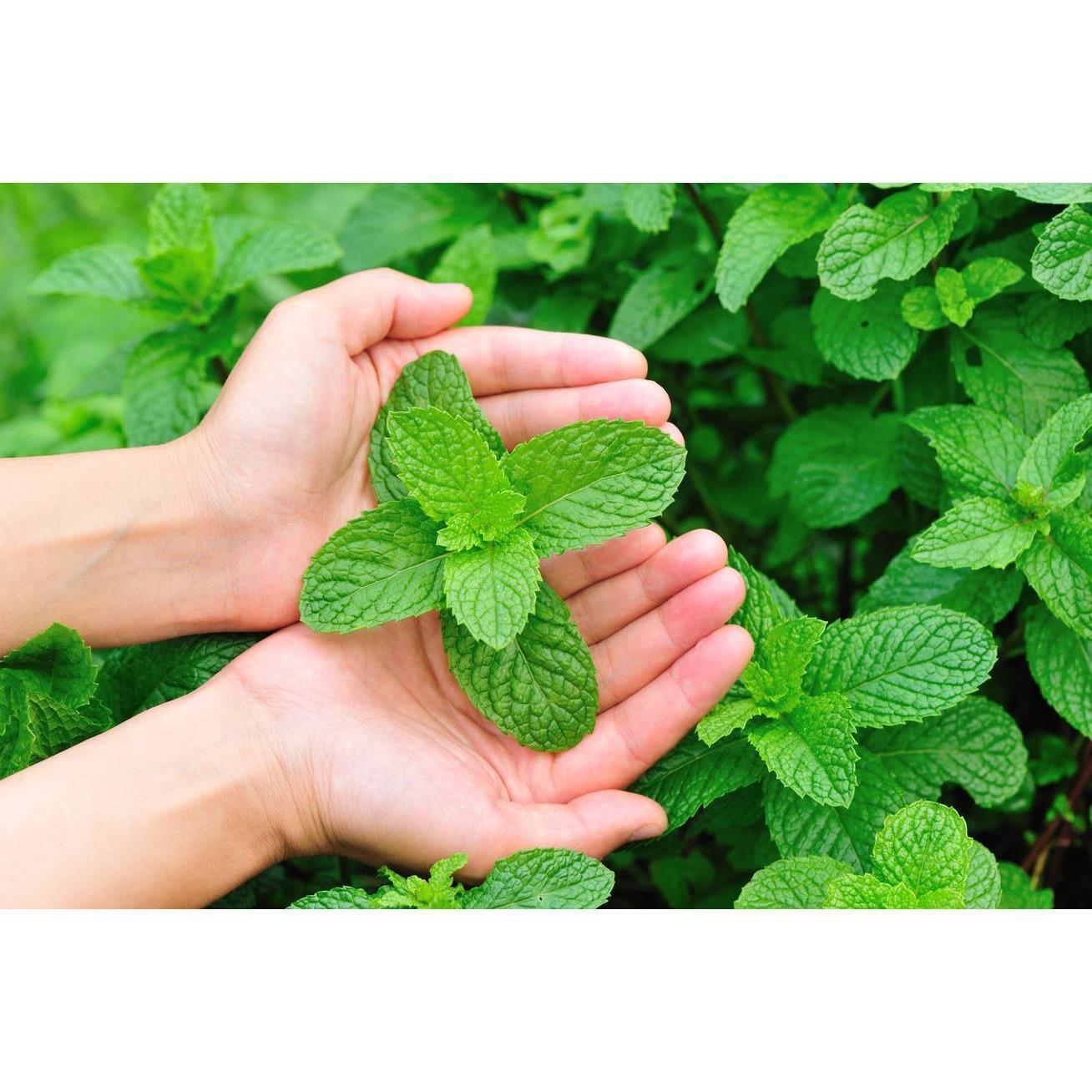 Mentha-Patika Bt. - BENU Gyógyszertát