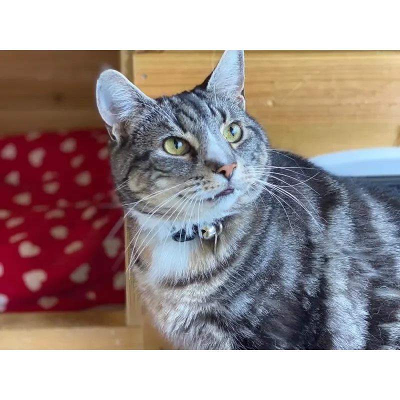 The Pussy Cat Hillton Luxury Cattery