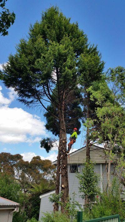 Ezi cut tree services
