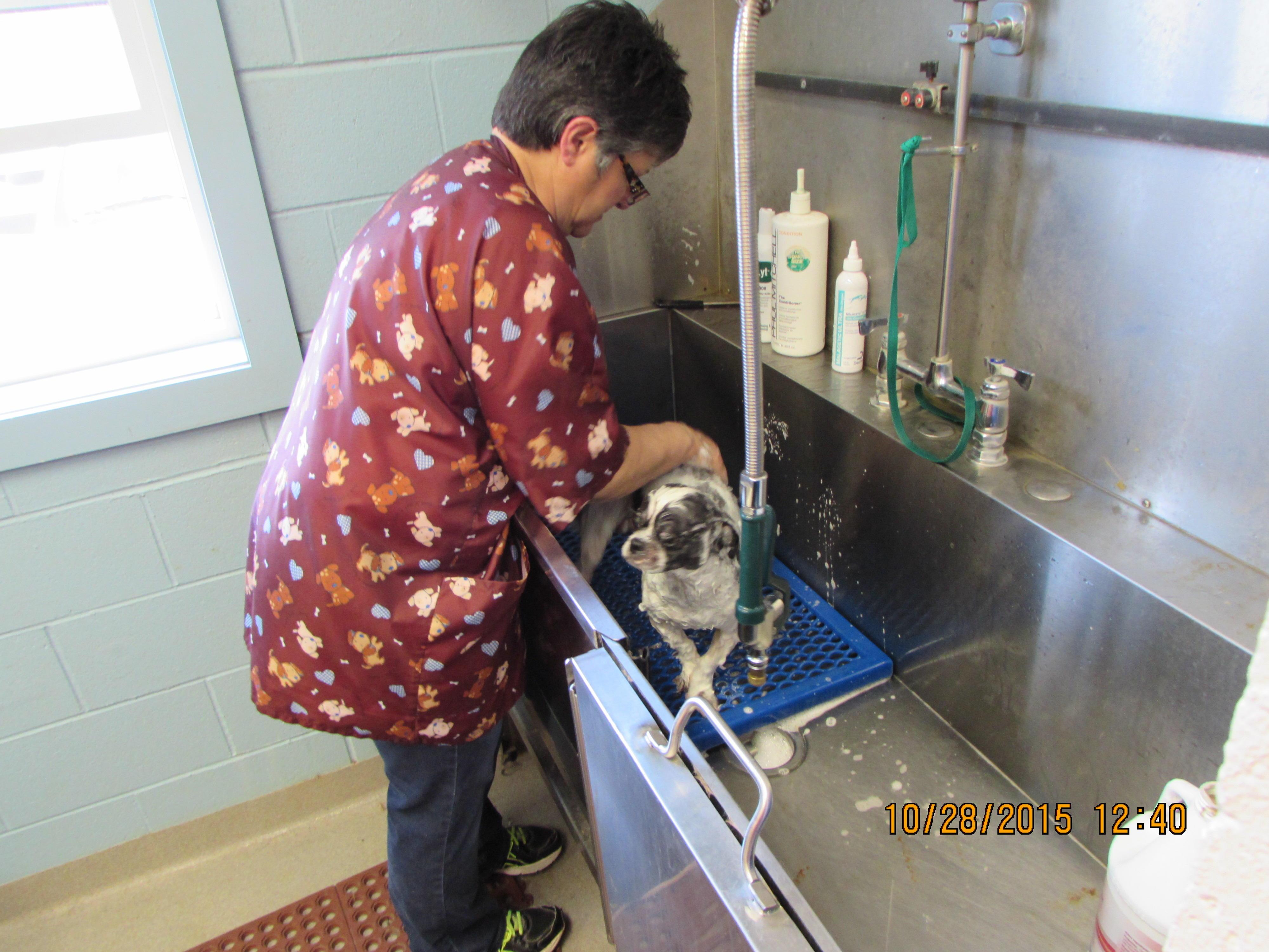 All Creatures Animal Hospital