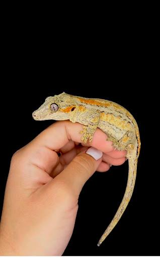 Cold Blooded Kingdom