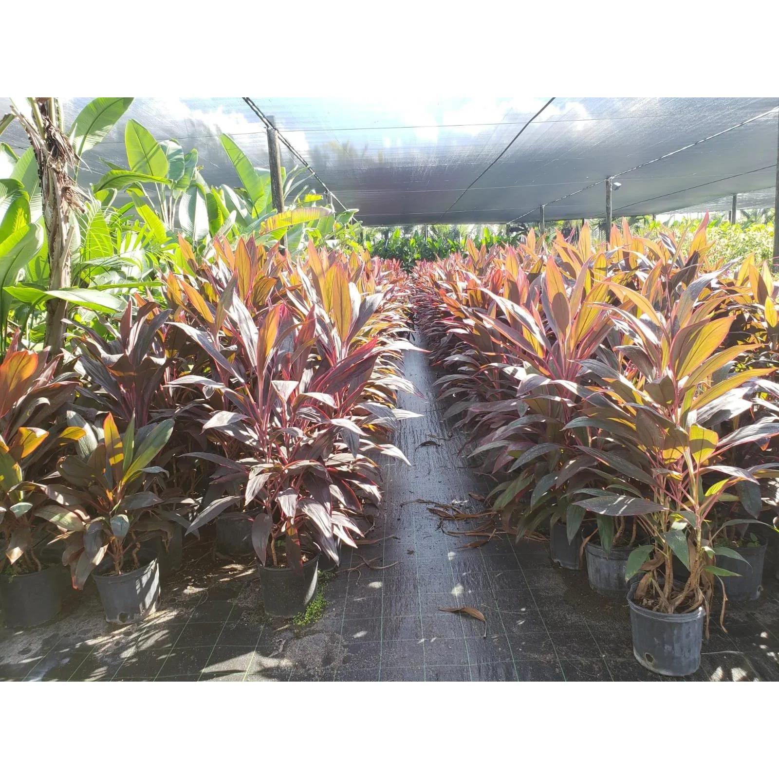 Santa Barbara Nursery Inc