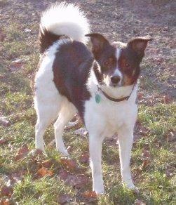 Hondenpension Het Oude Bos