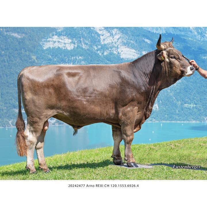 Schweizer Original Braunvieh Zuchtbetrieb Quarten