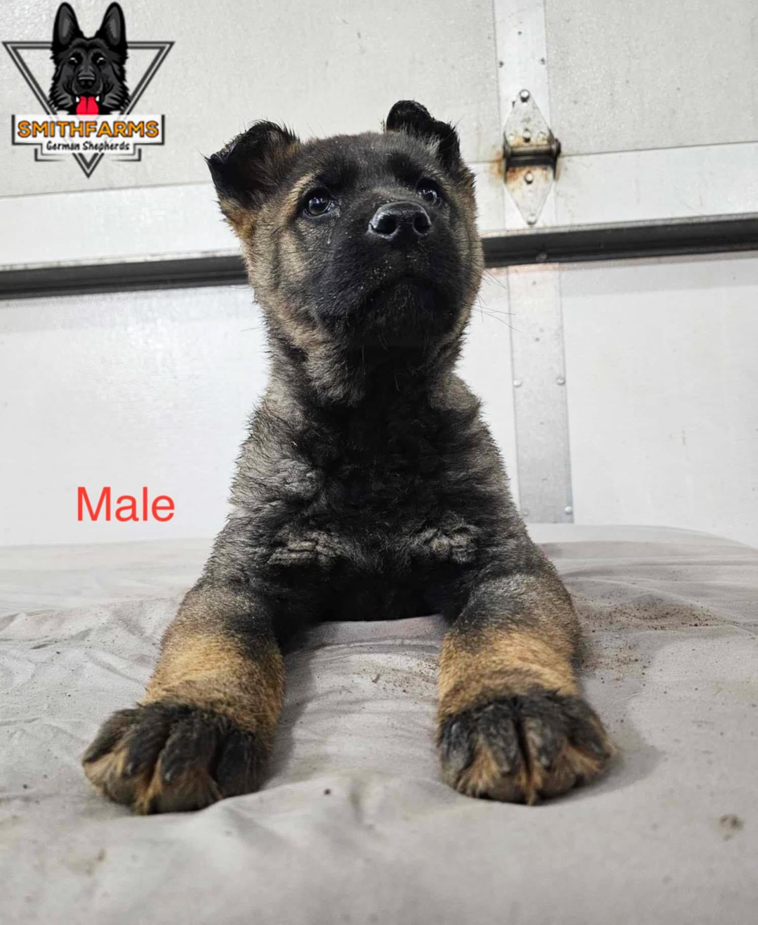 SmithFarms German Shepherds