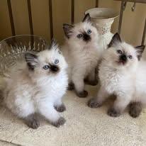 NY Divine Dolls Cattery
