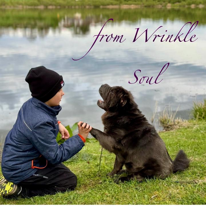Shar Pei Zucht "from Wrinkle Soul"
