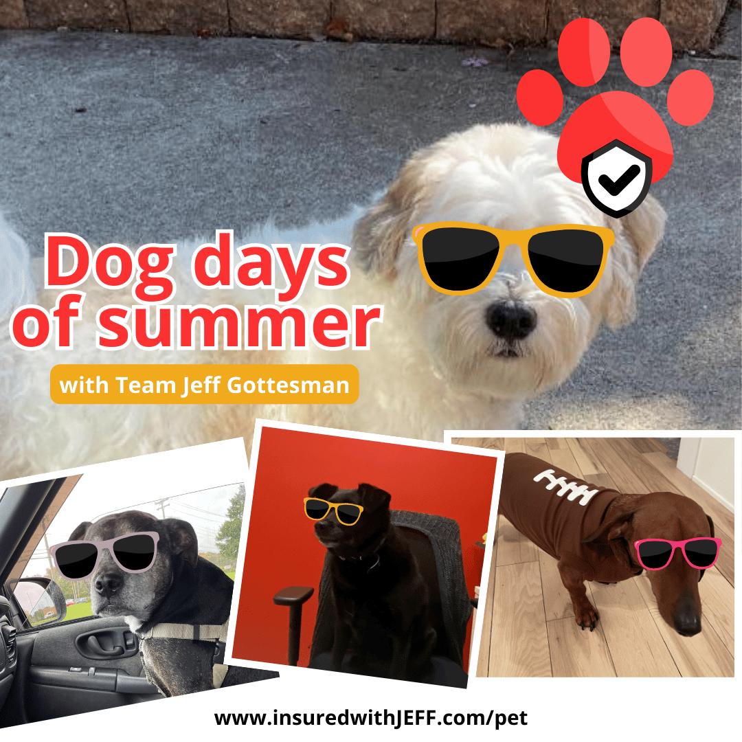 Jeffrey Gottesman - State Farm Insurance Agent