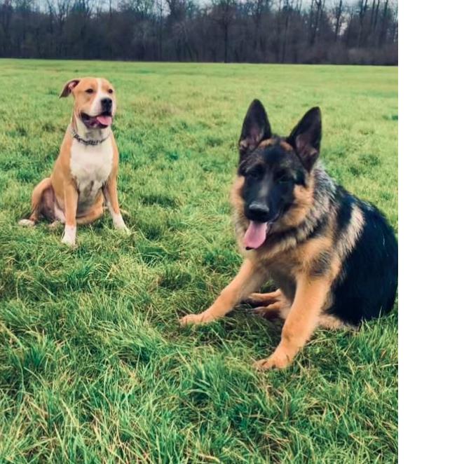 Education Formation Pension Canine les 2 Complices Bas Rhin Alsace