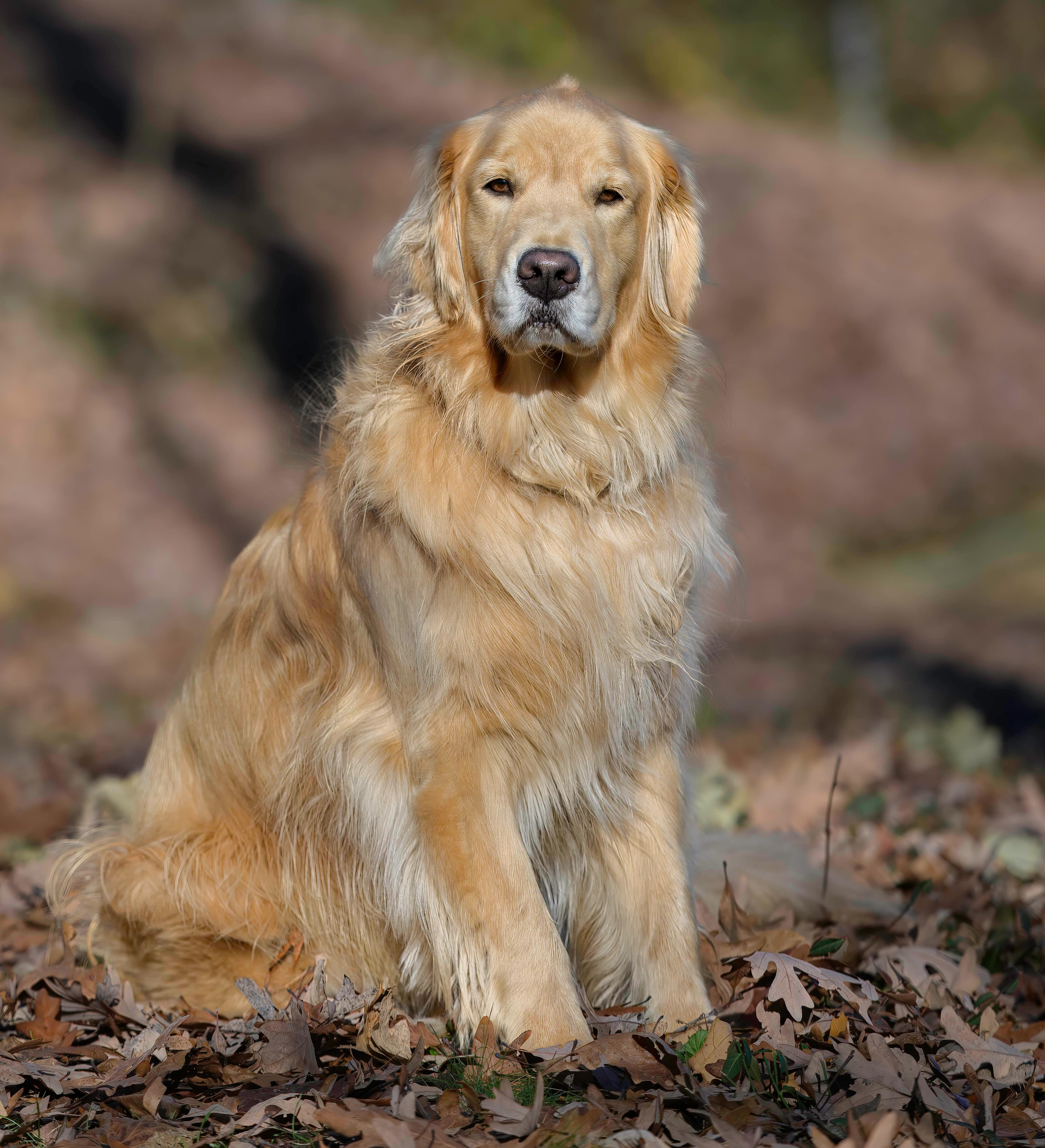 Outdoor Pet Photography
