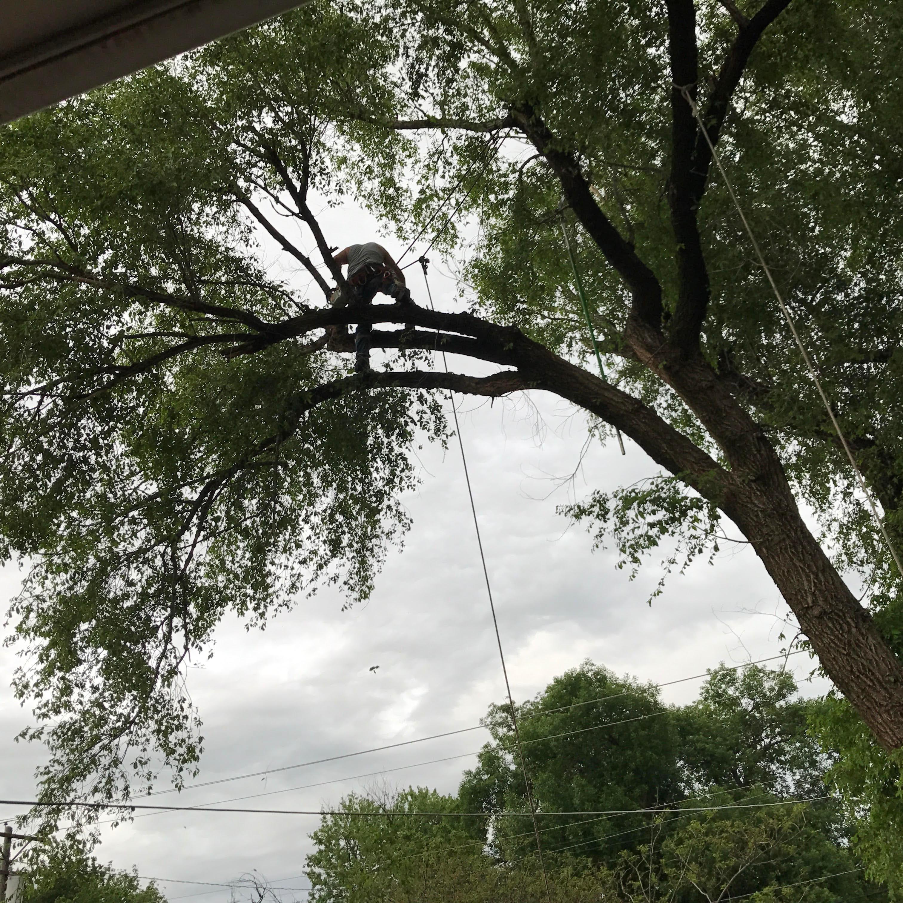 Crabtree's Tree Service