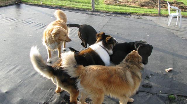 North Danville Pet Hotel