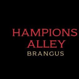 Champions Valley Brangus