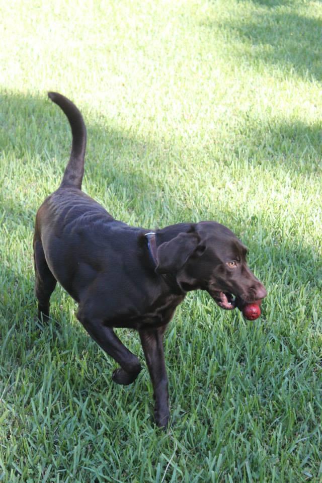 Canine Villa Kennels