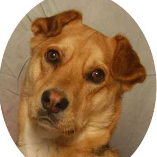 Animal Instincts Pet Salon