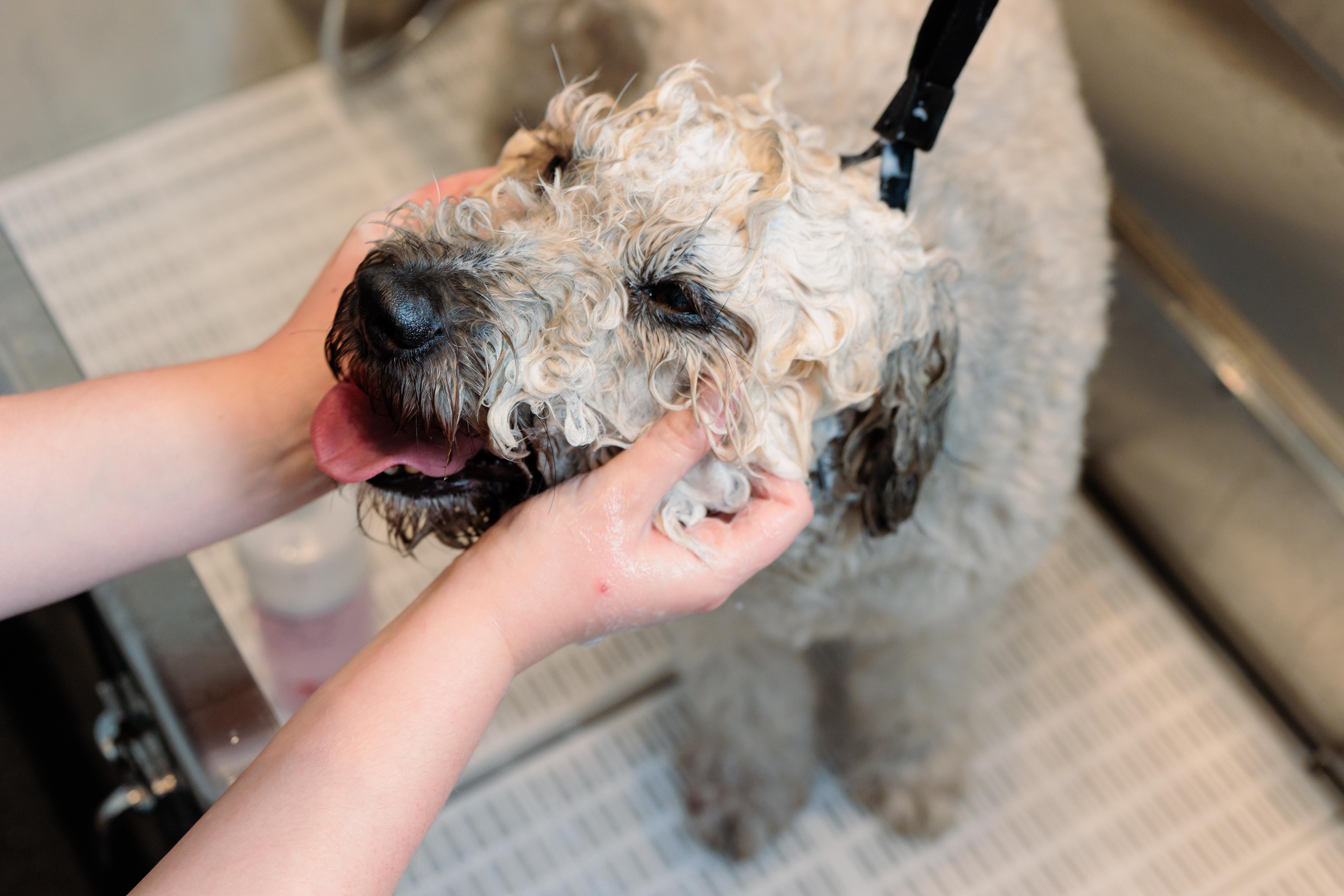 Bowie Barker Duboce Triangle