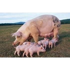 Molino Realengo S.L.