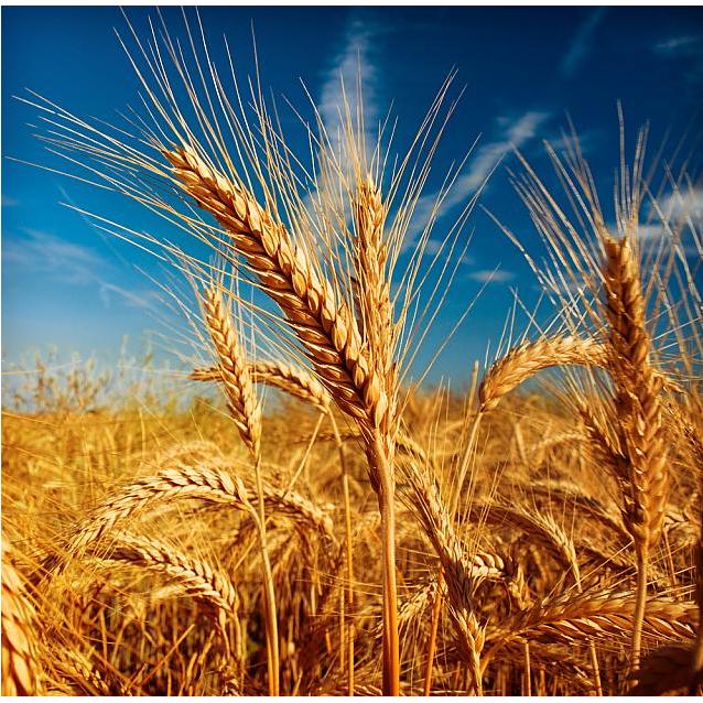 TEAM, v.o.s. - zemědělská výroba