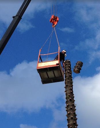 Golden Bough Tree Service