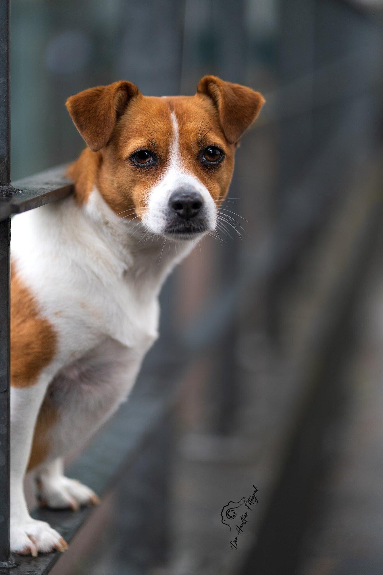 Der Haustier Fotograf Hunde- & Tierfotografie aus München