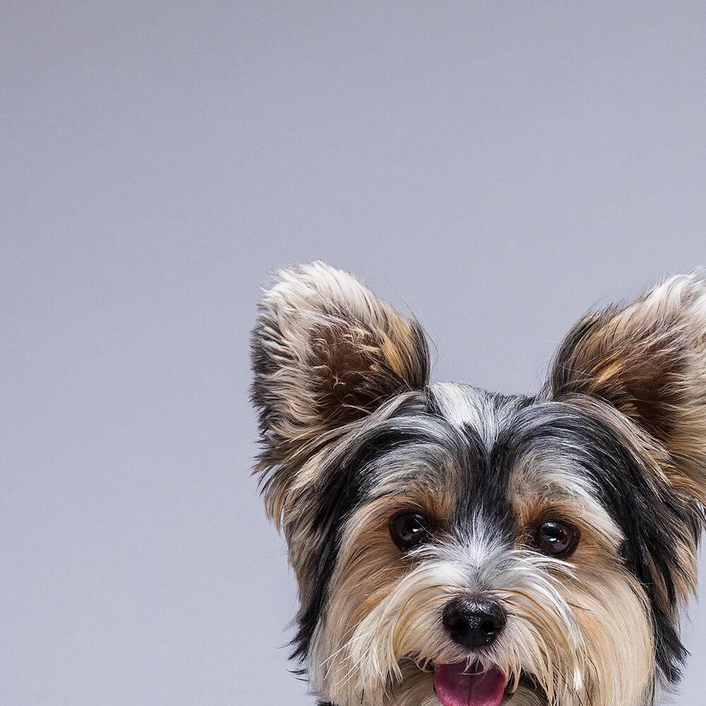 DE FILIPPO uomo GmbH