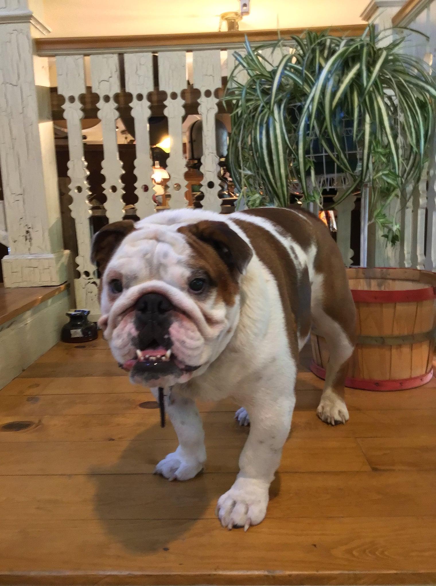 Holy Terror Antiques