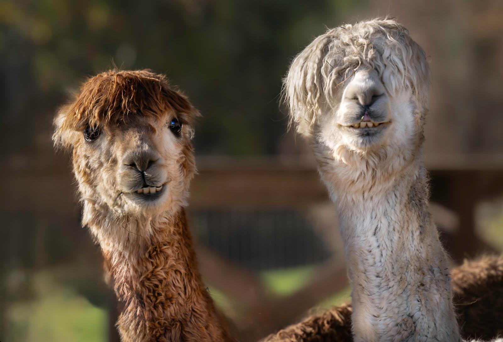 Outdoor Pet Photography