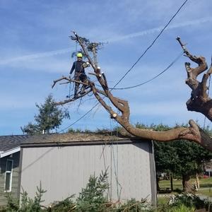 AA Tree Service Inc