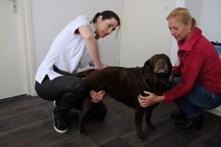 Femke van Hoeij Osteopathie Fysiotherapie en Chiropractie voor Dieren