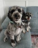 BuggaBear Pet Grooming